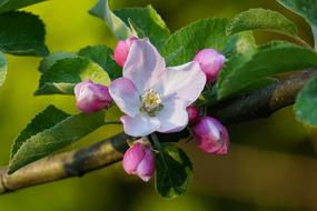 Apple Blossom Nature Plant