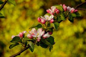 Apple Blossoms Flowering Twig Tree