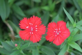 Dianthus Flowers Nature Plant