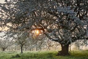 Tree Nature Season
