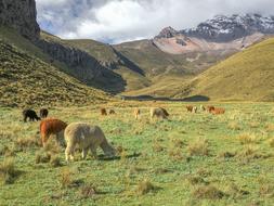 Ecuador Plateau Alpacas