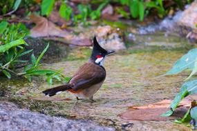 Nature brown Bird