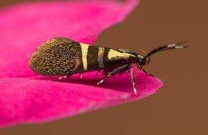 Nature Insect Spring