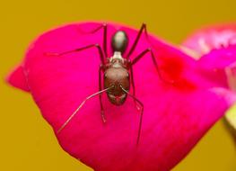 Nature Flower Insect