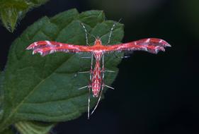 Nature Invertebrate Insect