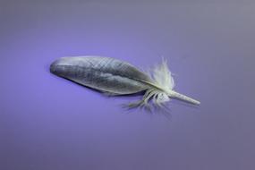 Nature Feather Bird