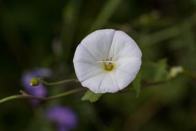 Bindweed Flower Plant