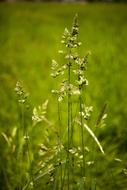 Grass Nature Plant