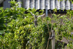 Natural Landscape Fence