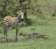 a small zebra on the grass