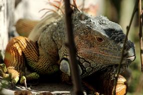 Nature Animalia Wild Life