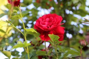 Rose Red Flower