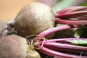 fresh root vegetable