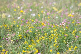 Summer Field Meadow