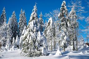 Wintry Christmas Landscape Winter
