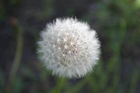 Dandelion Plant Flower