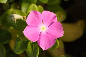 Flower Pink Purple