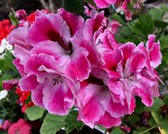 Geranium Nature Pink Flower