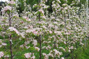 Apple Blossom Tree Plant