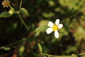 Flower White Wildflowers