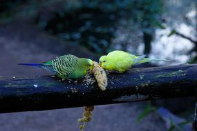 Budgerigars Nature Bird Animal