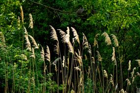 Nature Plant Summer
