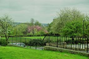 Tree Grass Landscape