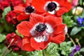 Poppy Mohngewaechs Blossom