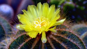 Cactus Cacti Flower