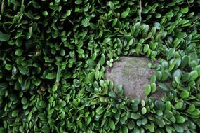 bushes by the stone