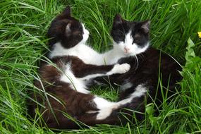 Charming Lawn Animals