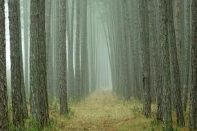 Wood Nature Tree