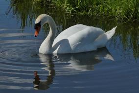Swan Reflection Ditch