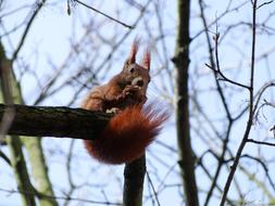 Tree Winter Nature The