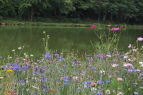 Nature Meadows Summer