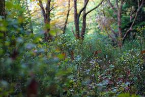 Forest Bilberries Green