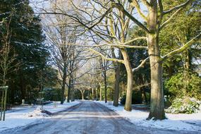 green trees in the snow