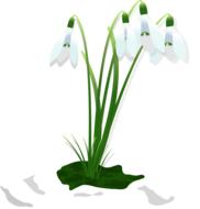 flora leaf nature flower