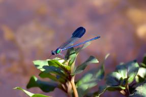 Nature Outdoors Flower