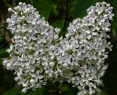 Lilac Flowers Flowering Shrub