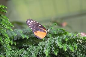 Nature Butterfly Insect