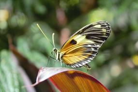 Butterfly Nature Insect