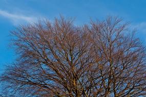 trees in the blue sky