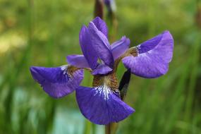 Nature Outdoors Plant