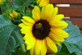 Nature Plant Flower