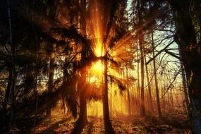 beautiful sunset in the forest