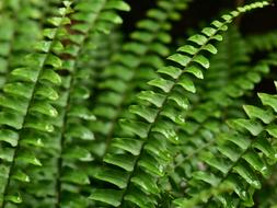 Fern Leaf Leaves
