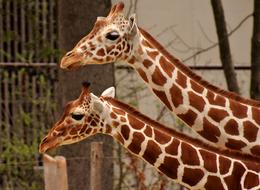Giraffe Zoo Animal