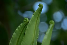 leaves of green plants