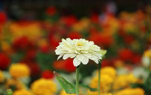 Flower White Yellow